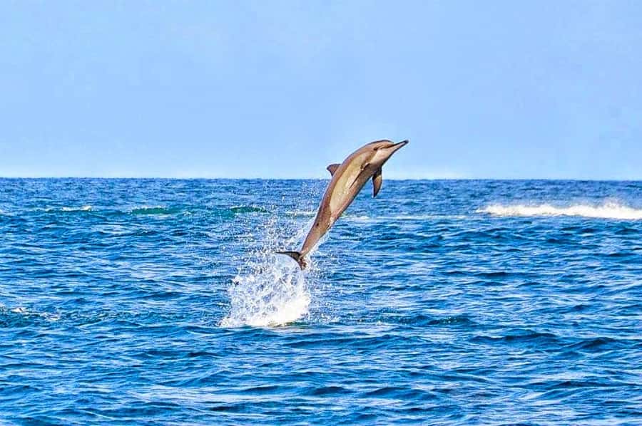 Mauritius Dolphin Encounter and Geographic Marvels Tour - Tamarin Bay and the wild-dolphin encounter