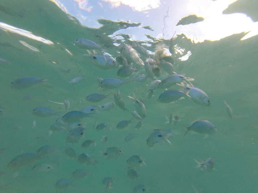 Mauritius: Dolphin Encounter, Trou aux Cerf and Grand Bassin - Through Plaine des Champagnes to Alexandra Falls