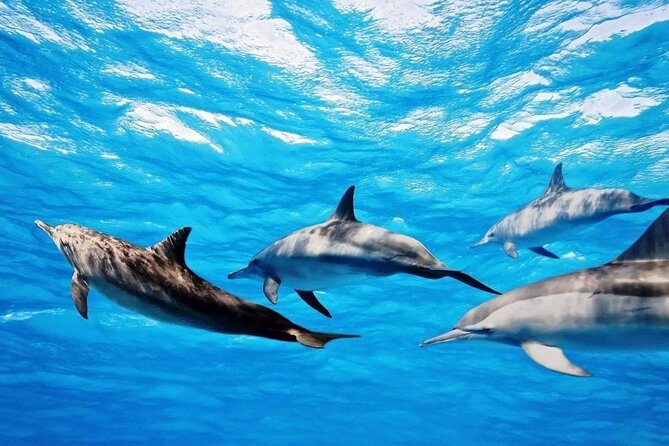 Mauritius : Dolphins Swim and Ile Aux Bénitiers with BBQ - Lunch and island time on Ile aux Bénitiers