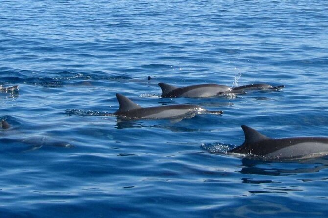 Mauritius : Dolphins Swim and Ile Aux Bénitiers with BBQ - What to bring and how to prepare