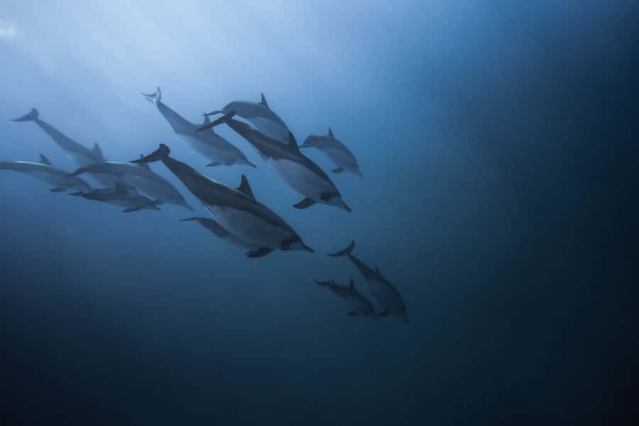 Mauritius: Dolphins watch half-day - Key points at a glance