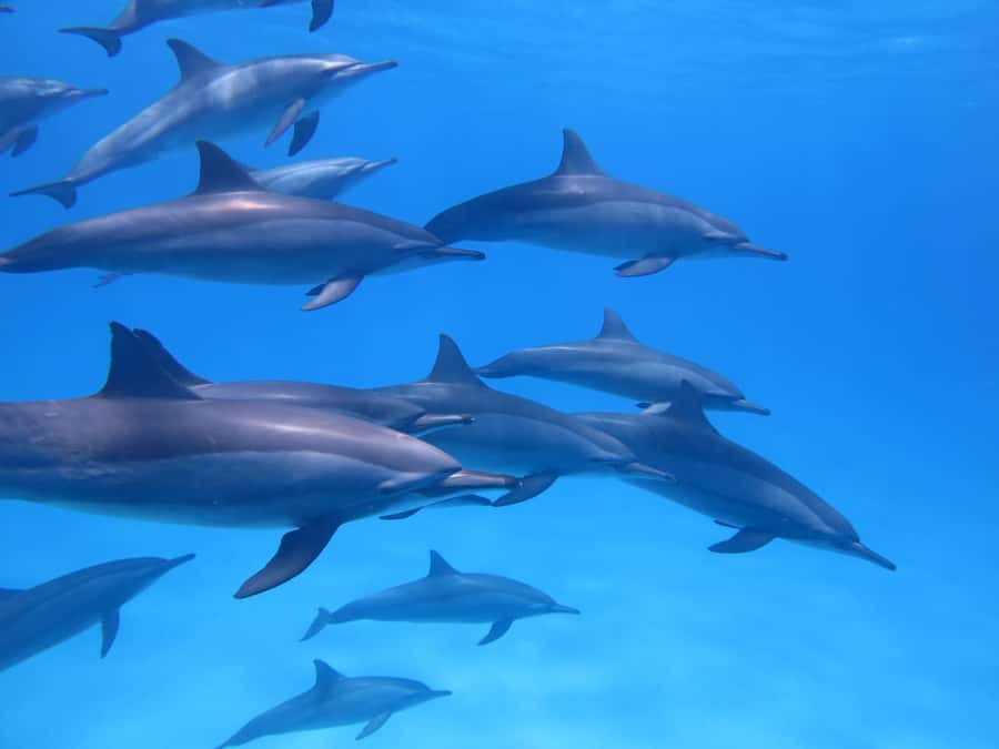 Mauritius: Dolphins watch half-day - Meeting dolphins in open water