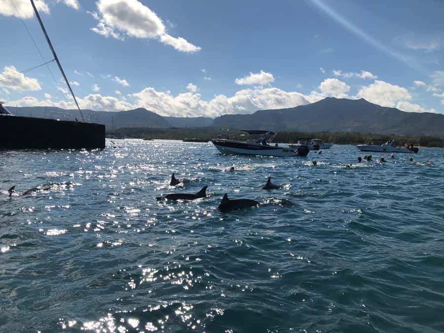Mauritius Eco Whales Quest, 3-4 hours Expedition - Setting out early from Mauritius
