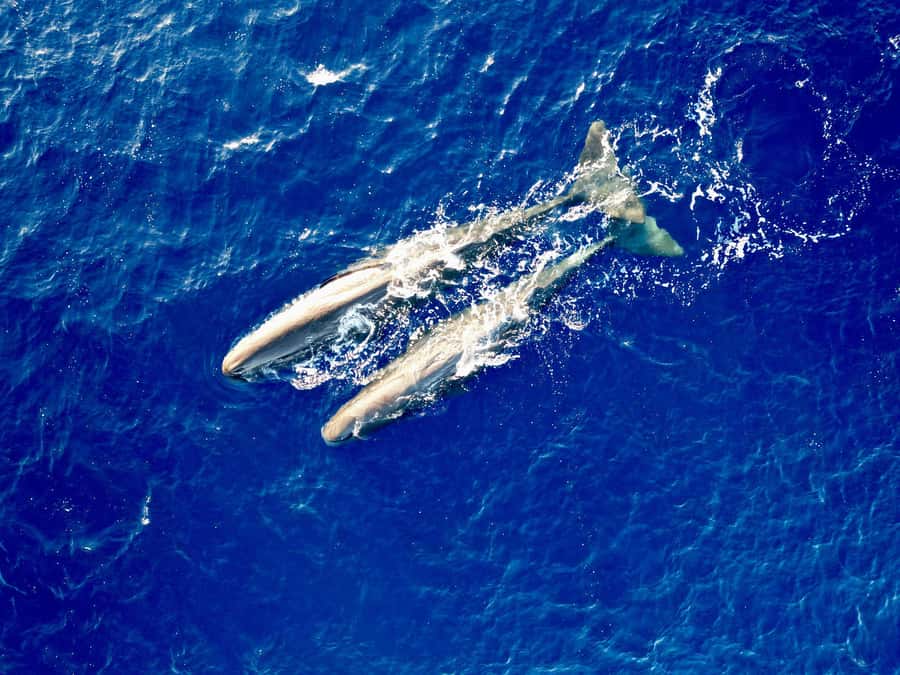 Mauritius Eco Whales Quest, 3-4 hours Expedition - Humpbacks and the best moments on the water
