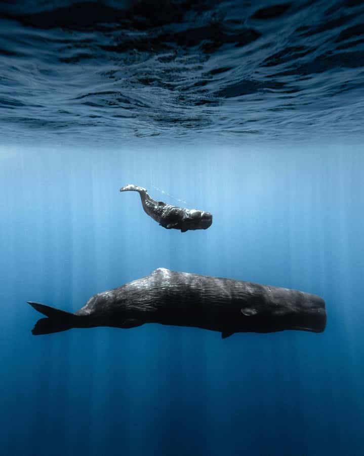 Mauritius Eco Whales Quest, 3-4 hours Expedition - Should you book Mauritius Eco Whales Quest?