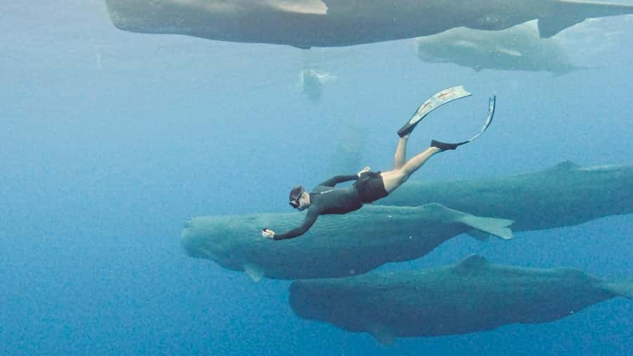 Mauritius Eco Whales Quest, 3-4 hours Expedition - The search for sperm whales