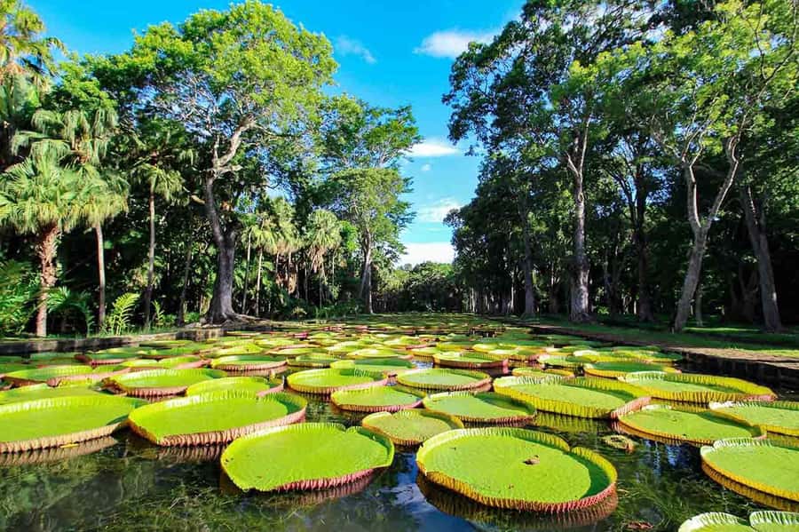 Mauritius: Exclusive North Tour with Pickup - Key points to know before booking