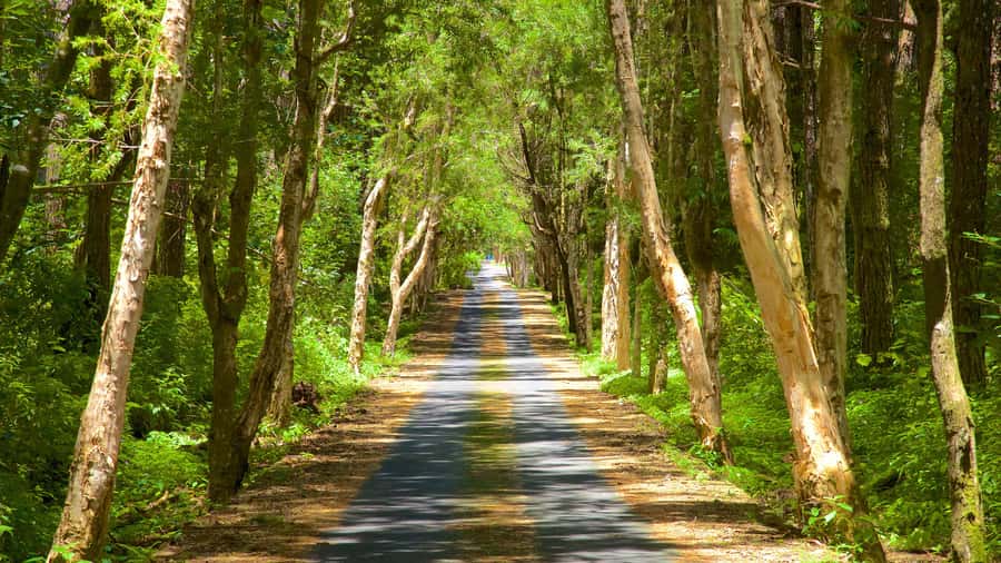 Mauritius: Exclusive South West Tour - Who should book this tour
