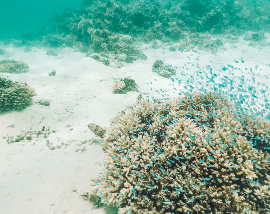Mauritius: Full-Day Speedboat Tour to Ile aux Cerfs & BBQ - Île aux Aigrettes and the final swim