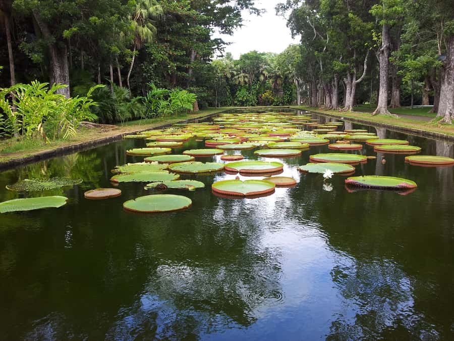 Mauritius: Full Day Tour of the North with Hotel Transfer - Pamplemousses Botanical Garden and its giant water lilies
