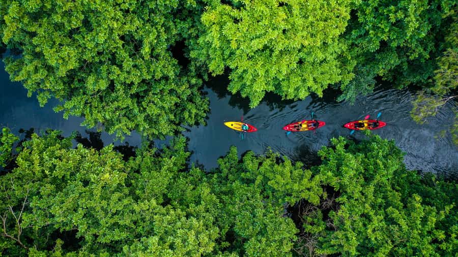Mauritius: Guided Kayak Tour on Tamarin River - Learning the kayak basics before heading upstream