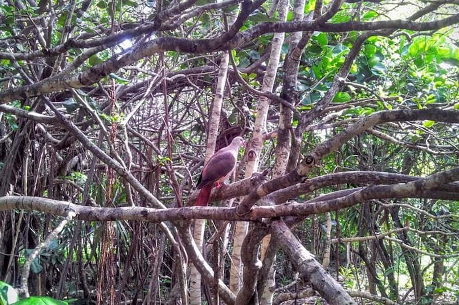 Mauritius: Ile aux Aigrettes Nature Reserve with Boat Ride - What to bring and how to prepare