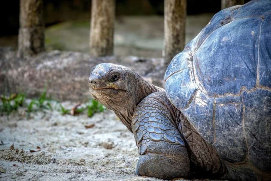 Mauritius: Ile aux Aigrettes Nature Reserve with Boat Ride - Blue Bay gives the day a gentle opening