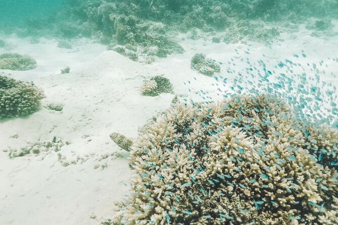 Mauritius : Ile Aux Cerfs 3 islands Speed Boat Trip with BBQ - Eau Bleue snorkeling in Vieux Grand Port