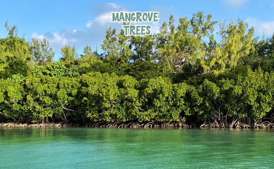 Mauritius: Ile aux Cerfs Speedboat Tour with Lunch & Drinks - Île aux Cerfs: beautiful, easy, and busy