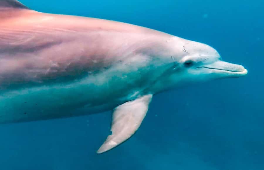 Mauritius Le Morne: Eco-Friendly Dolphin Watching Tour - Key points to know before booking