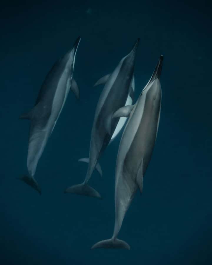 Mauritius Le Morne: Eco-Friendly Dolphin Watching Tour - Watching dolphins without turning the encounter into a chase