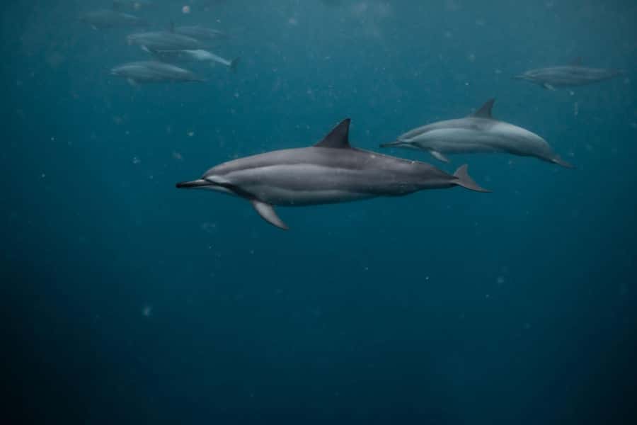 Mauritius Le Morne: Eco-Friendly Dolphin Watching Tour - What the dolphin swim feels like in practice