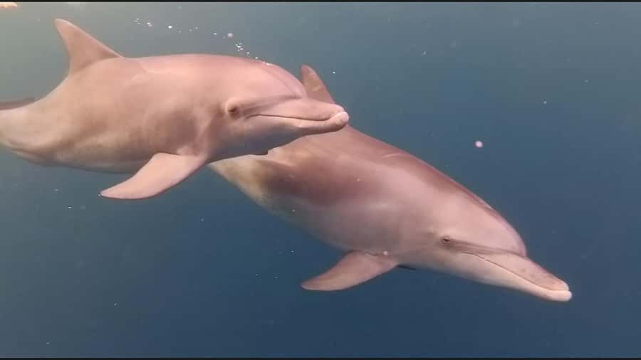 Mauritius Le Morne: Eco-Friendly Dolphin Watching Tour - Who will enjoy this Le Morne boat trip?