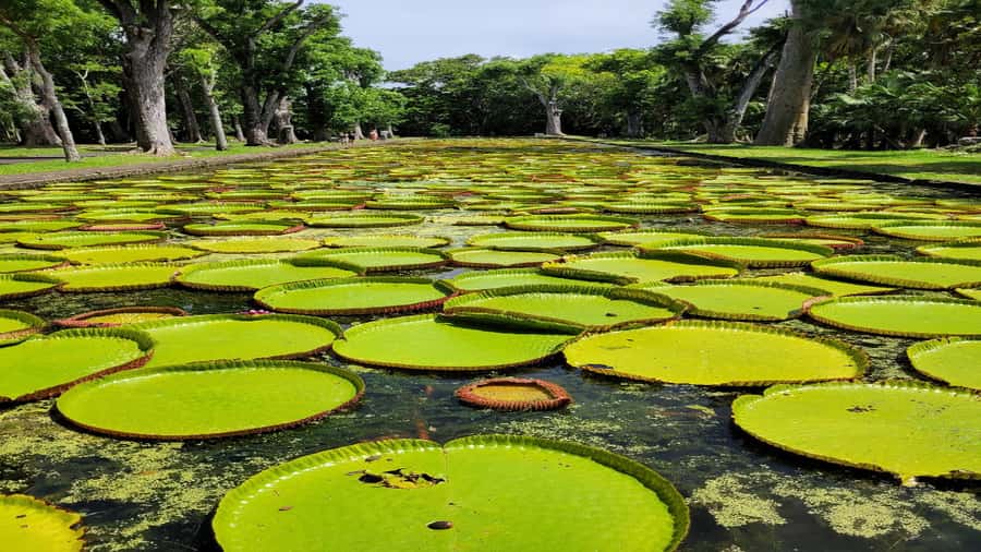 Mauritius: Northern Tour w/Port Louis Market, Temple & Beach - Northern Mauritius in one well-packed day
