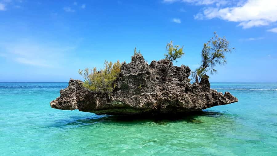 Mauritius: Ocean Swim with Dolphins - A fast boat morning in Black River