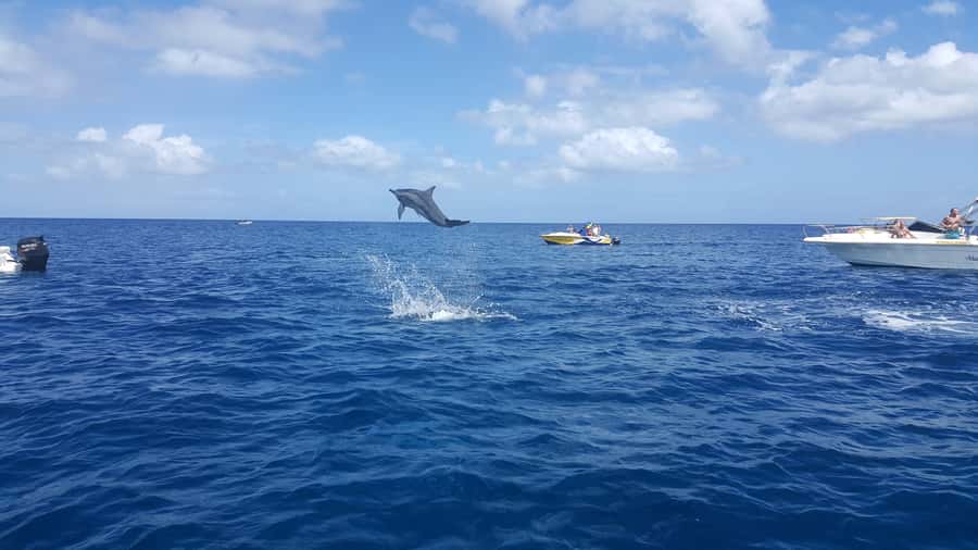Mauritius: Ocean Swim with Dolphins - The dolphin stop is the biggest question