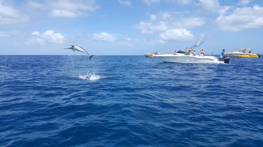 Mauritius: Ocean Swim with Dolphins - Snorkeling at the Aquarium