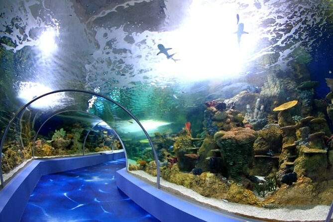 Mauritius Odysseo Oceanarium in Port Louis - Key points to know before you go