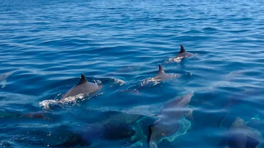 Mauritius: Private 5 Island Tour with Ile aux Cerfs - The Grand River South East Waterfall by boat