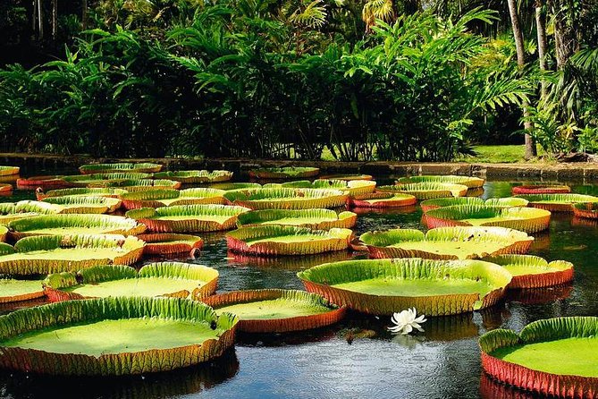 Mauritius Private North Day Tours - MUTT - Pamplemousses Botanical Garden in about 50 minutes