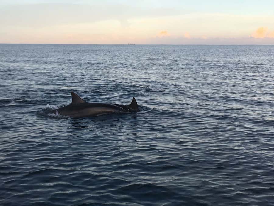 Mauritius: Private South Side and Dolphin Adventure Tour - A 5 a.m. start that changes the dolphin experience