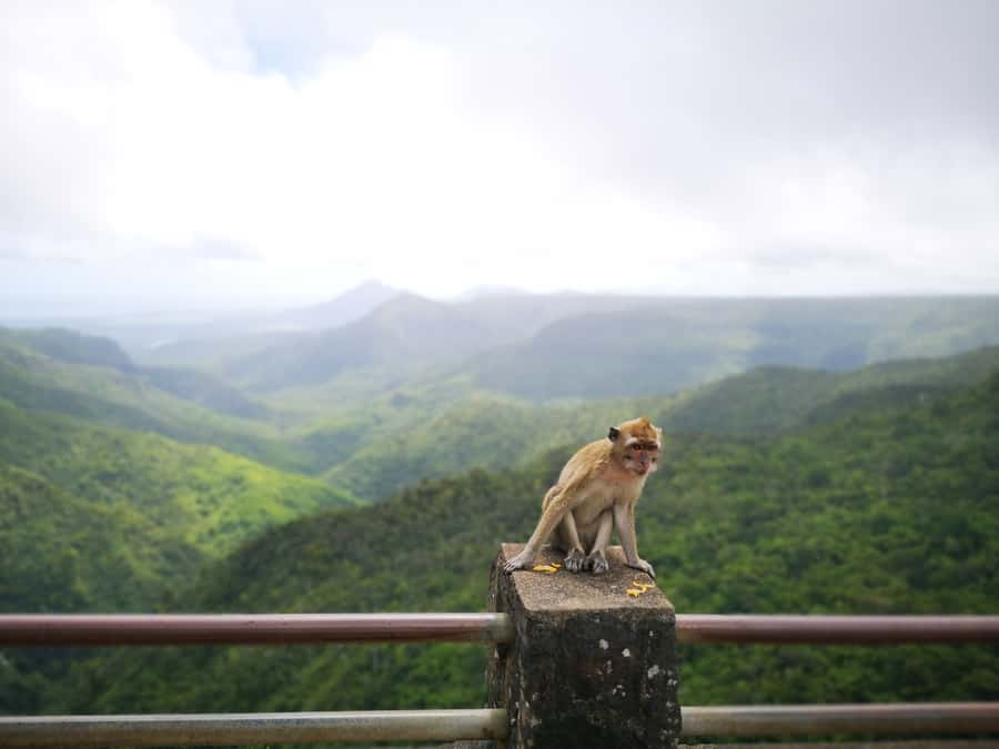 Mauritius: Private South Tour with Pickup - Vehicles, guides, and the pace of the day