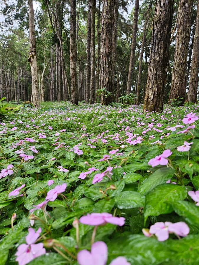 Mauritius: Private Southwest Chamarel Highlights Tour - The optional Chamarel Rum Distillery visit