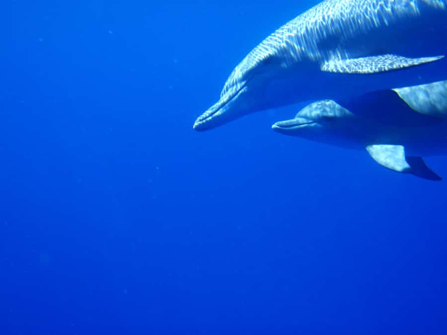 Mauritius: Private Swim with Dolphins - Key points at a glance