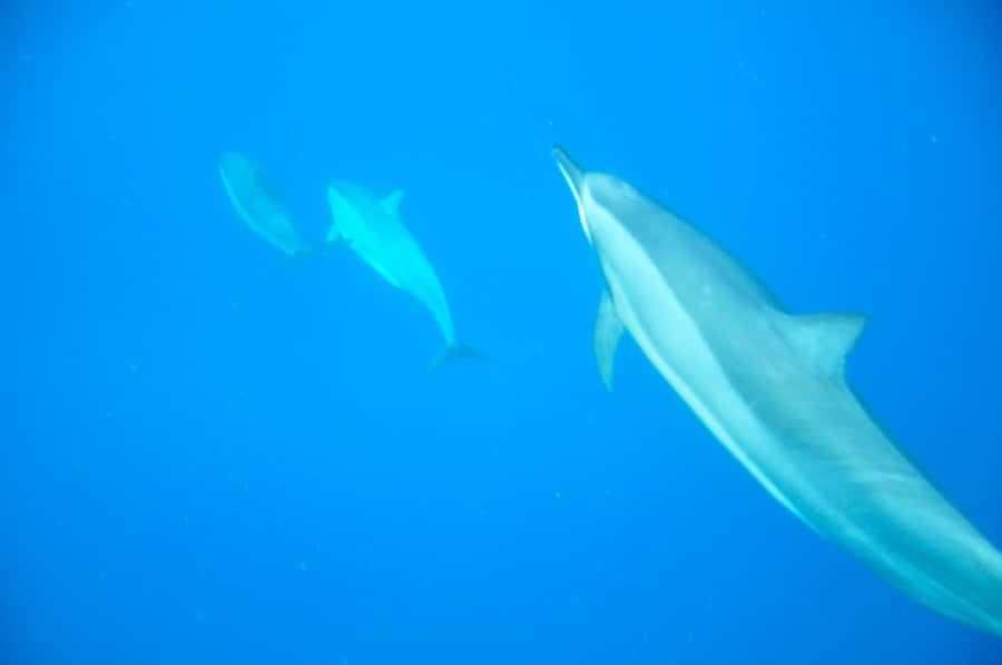 Mauritius: Private Swim with Dolphins - Meeting the boat at Grande Rivière Noire