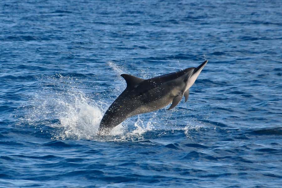 Mauritius: Private Swim with Dolphins - Learning the rules before entering the water