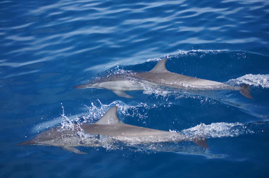 Mauritius: Private Swim with Dolphins - Finding dolphins in their natural setting