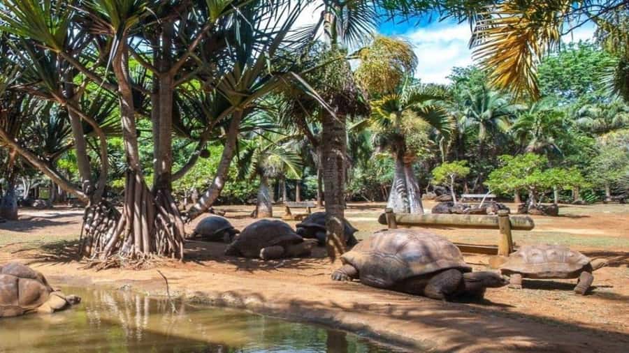 Mauritius : private wild south fullday tour - Key points to know before booking