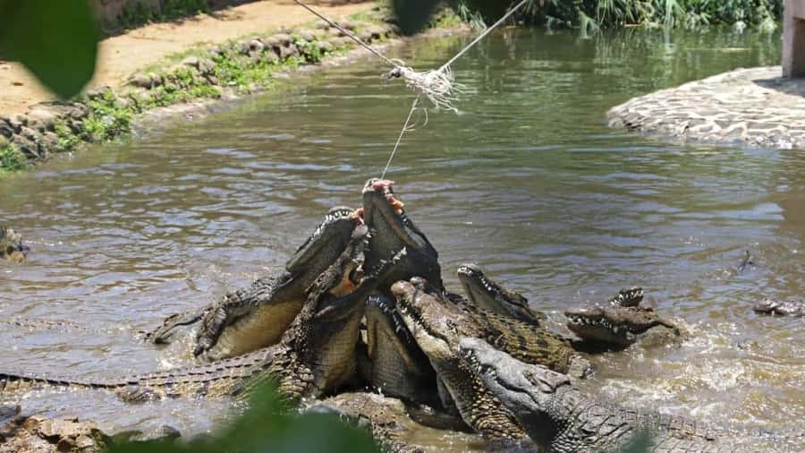 Mauritius : private wild south fullday tour - Who will get the most from this tour