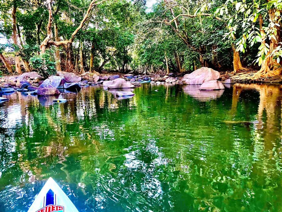 Mauritius: River Guided Kayak Tour with Monkeys - Mangroves, conservation, and a hands-on touch