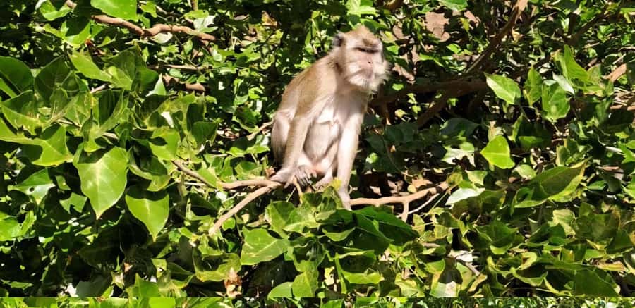 Mauritius: River Guided Kayak Tour with Monkeys - Is $35 a fair price?