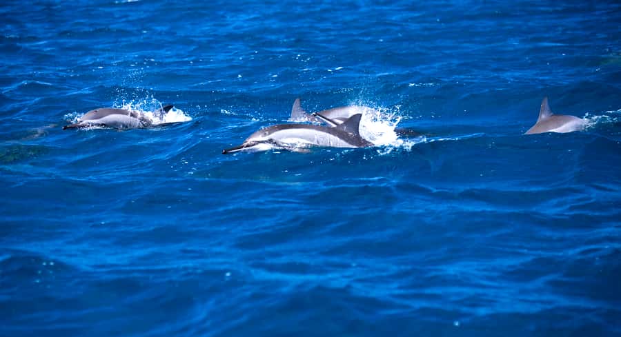 Mauritius: Snorkel and Swim with Dolphins on Speedboat Tour - Key points at a glance