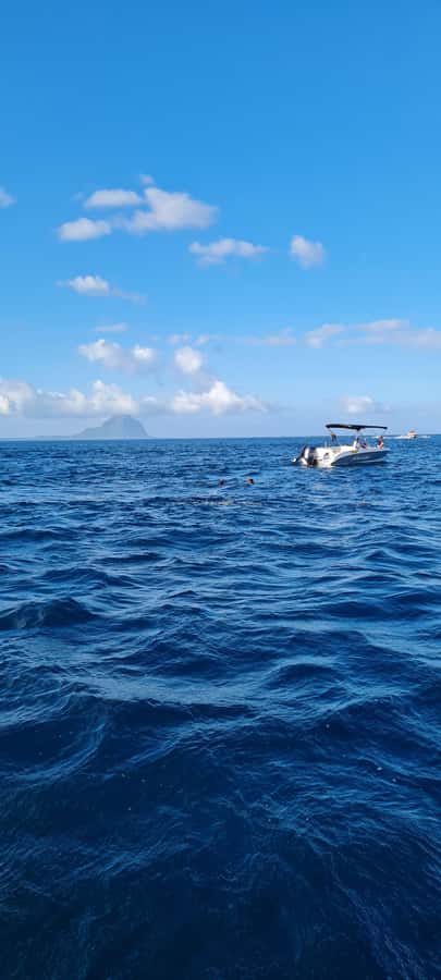 Mauritius: Snorkel and Swim with Dolphins on Speedboat Tour - Why the ocean setting matters