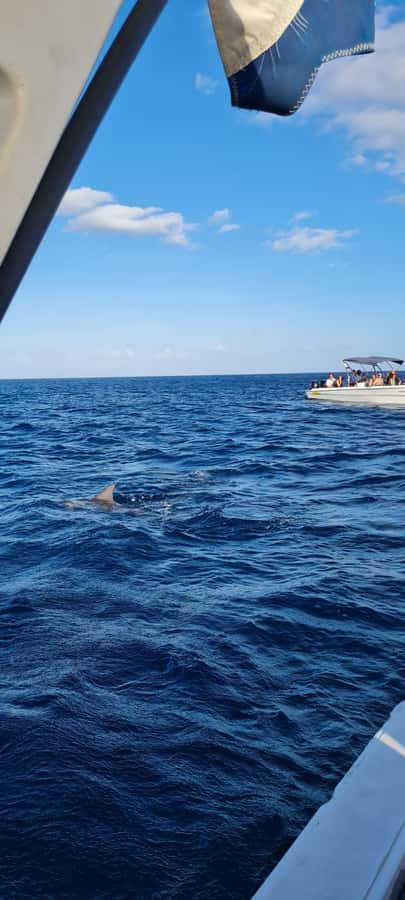 Mauritius: Snorkel and Swim with Dolphins on Speedboat Tour - Timing, booking, and the practical details