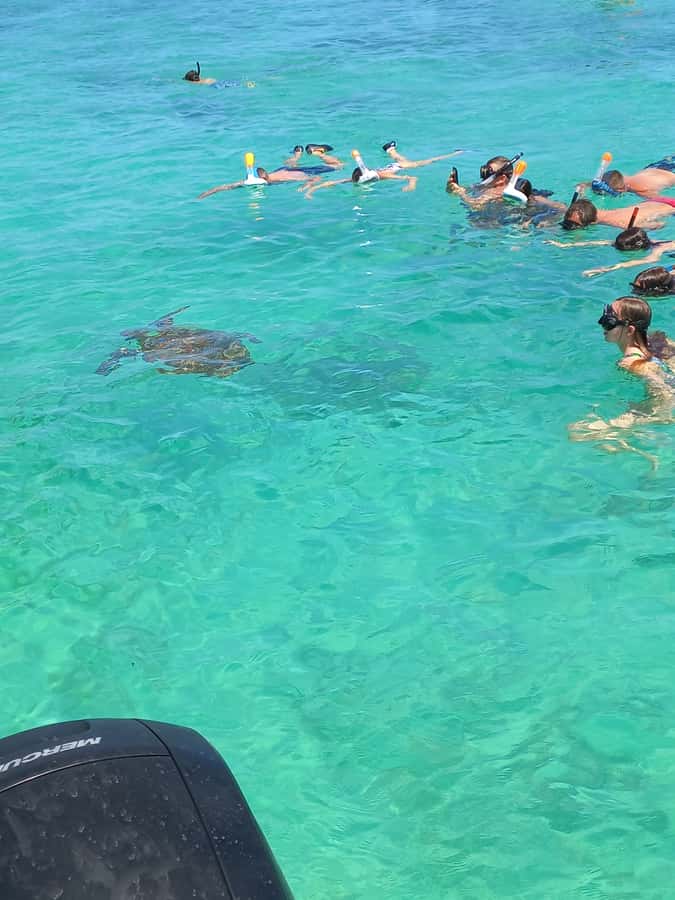 Mauritius: Snorkeling with turtles Le Transporteur speedboat - Speeding out from Grand Baie at 9am or 11am