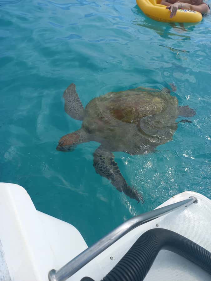 Mauritius: Snorkeling with turtles Le Transporteur speedboat - What the two-hour schedule really gives you