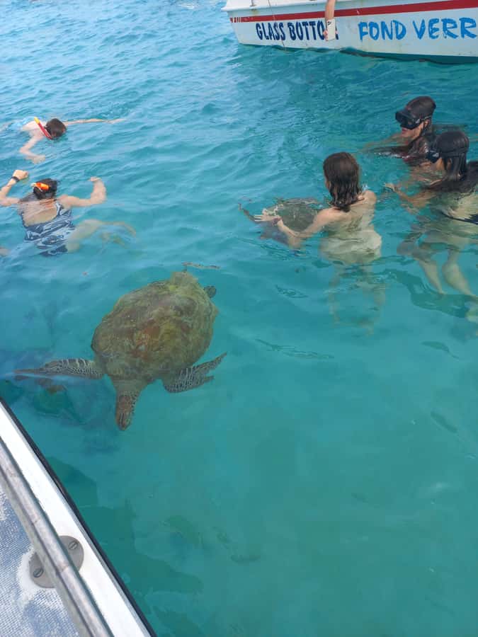 Mauritius: Snorkeling with turtles Le Transporteur speedboat - Trou aux Biches lagoon and the search for turtles