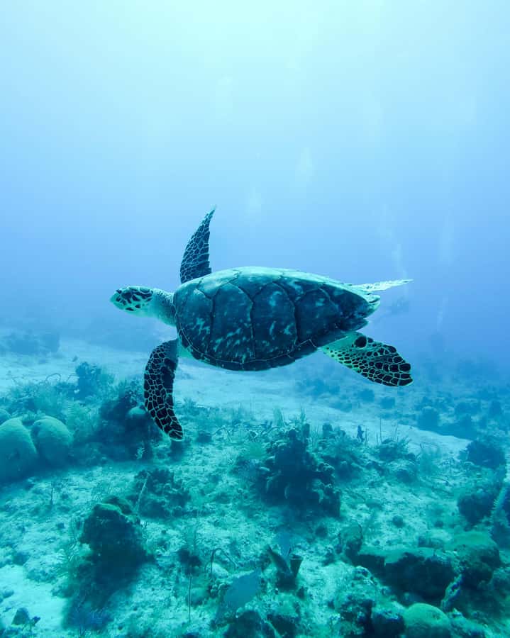 Mauritius: Snorkeling with Turtles & Port Louis Street Food - A morning boat ride from Trou aux Biches