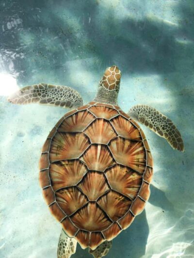 Snorkeling with Turtles & Port Louis Street Food
