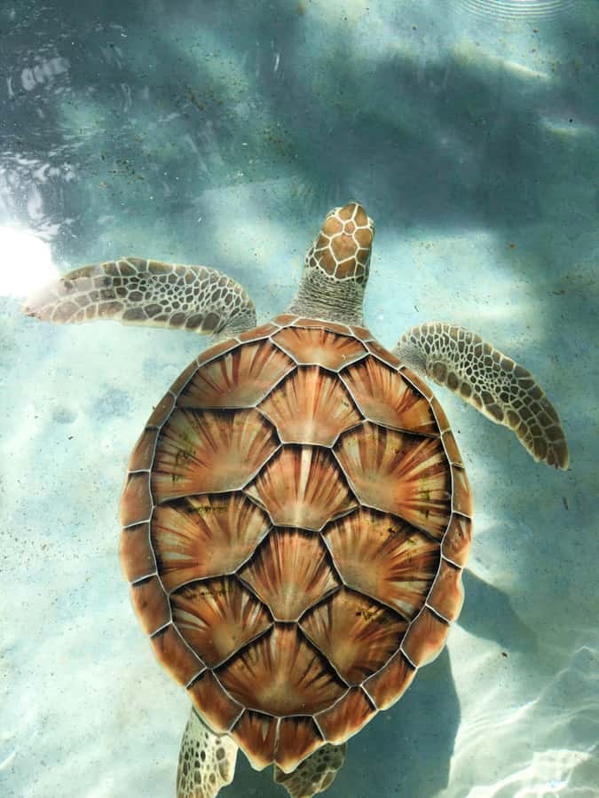 Mauritius: Snorkeling with Turtles & Port Louis Street Food - Swimming with turtles, with no promises attached